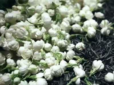 喝茶治口臭嗎，什么茶治口臭好？