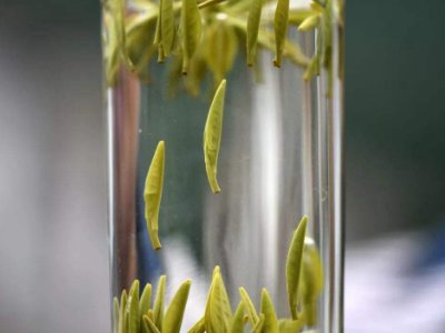 茶葉的專業(yè)知識，關(guān)于茶的基本知識大全