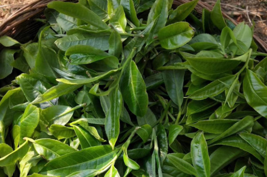 最耐泡的茶葉排名，什么茶葉經(jīng)久耐泡？