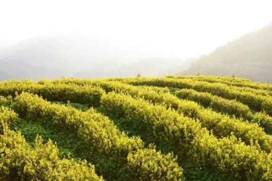黃金茶的功效及禁忌癥，黃金茶有什么副作用嗎？