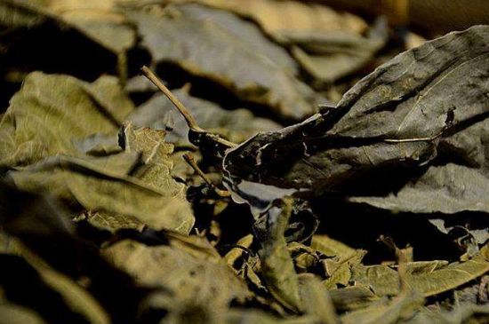 鷓鴣茶什么人不適合喝，鷓鴣茶的禁忌人群
