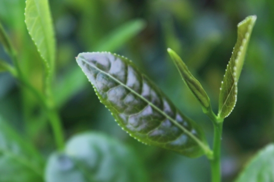 綠茶第一泡要倒掉嗎，為什么綠茶第一泡不喝？