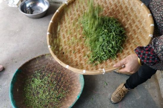 炒青茶為什么便宜，炒青綠茶好喝嗎？