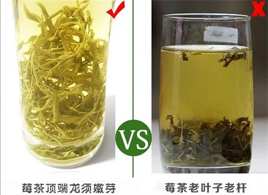張家界茅巖莓茶與藤茶是同一種茶嗎，藤茶跟莓茶一不一樣？