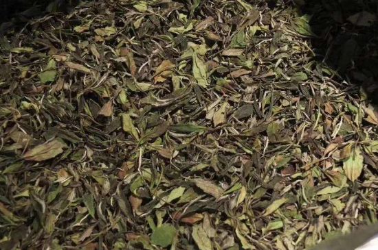 陳茶還是新茶好，茶葉是新茶好喝還是陳茶好喝