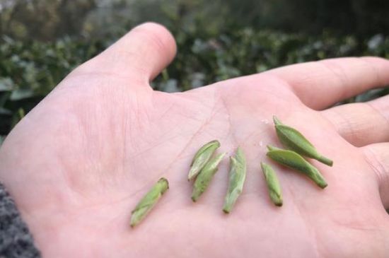 春茶季怎么辨別白毫銀針的好壞，好的白毫銀針如何選購？