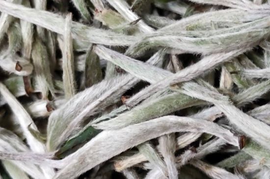 春茶上市白茶的好壞怎么區(qū)分，春白茶怎么分辨好不好？