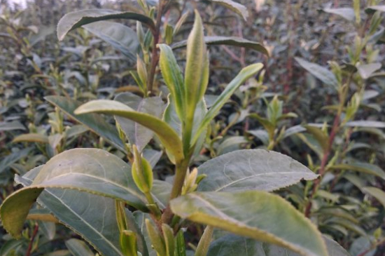 家庭如何保存碧螺春茶葉，蘇州洞庭碧螺春綠茶怎么保存？