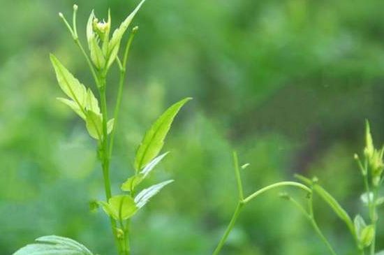 茅巖莓茶別名是什么，莓茶別名叫藤茶嗎？