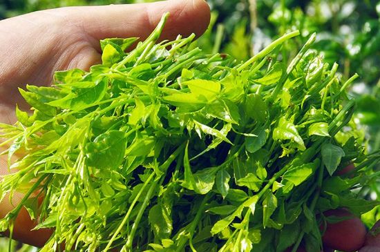 茅巖莓茶別名是什么，莓茶別名叫藤茶嗎？