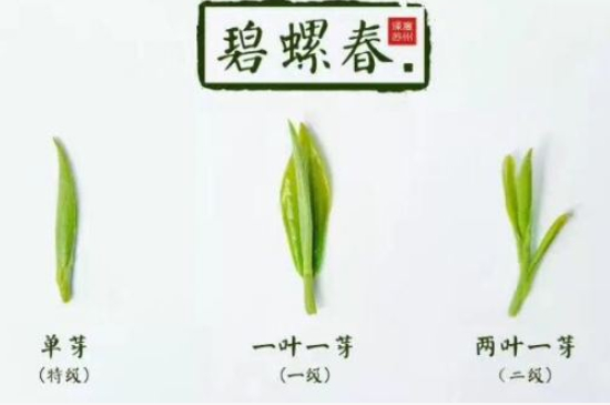 真假碧螺春泡水后區(qū)別，蘇州洞庭碧螺春怎樣鑒別好壞？