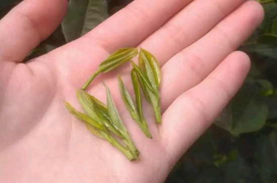 炒青茶為什么便宜，炒青綠茶好喝嗎？