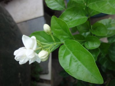 茉莉和什么一起泡最好，茉莉茶有幾種搭配？