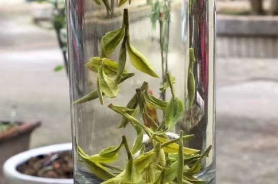 蒸汽煮茶器適合什么茶，蒸汽煮茶器適合用綠茶嗎？
