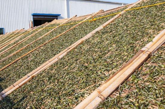 武夷巖茶的初制、精制加工工藝詳細(xì)講解