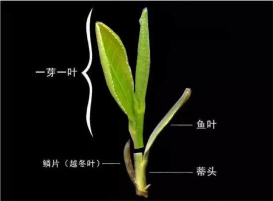 摘茶葉最快的方法，采摘茶葉怎么才能快？
