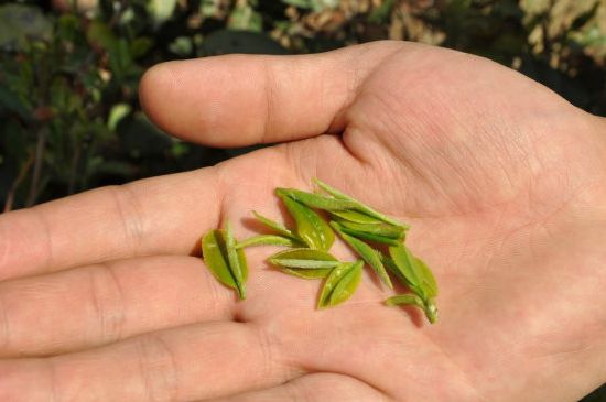 木魚(yú)石茶壺適合泡什么茶，木魚(yú)石泡啥茶好