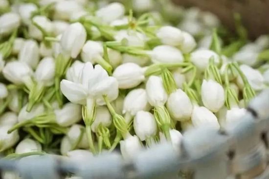 十大排毒養(yǎng)顏花茶，喝什么花茶排毒養(yǎng)顏