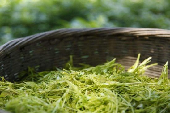 茅巖莓茶加工工藝，莓茶的工藝制作過程