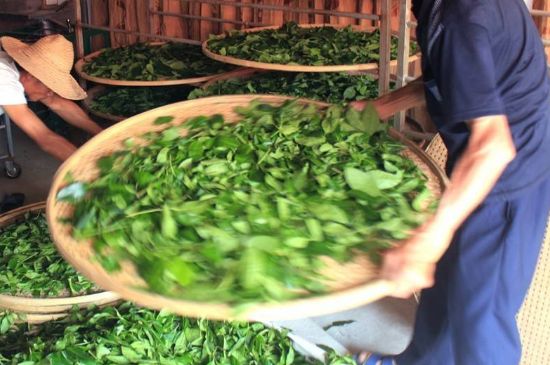 武夷巖茶的初制、精制加工工藝詳細(xì)講解