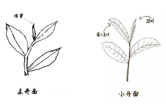 武夷巖茶的初制、精制加工工藝詳細(xì)講解