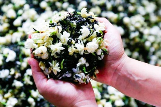 茉莉花和什么在一起喝好，茉莉花喝什么茶搭配？