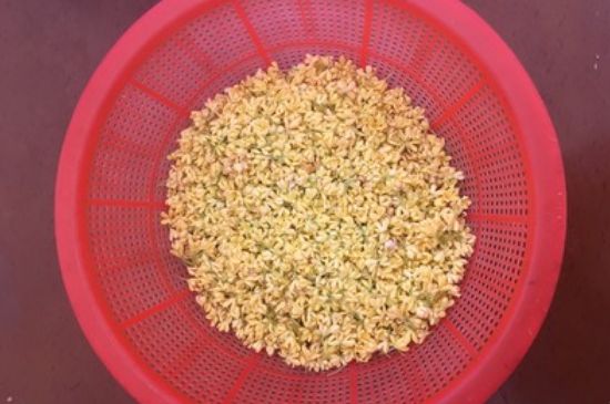 干桂花茶的制作方法，怎樣自制桂花茶？