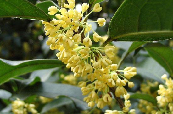 干桂花茶的制作方法，怎樣自制桂花茶？
