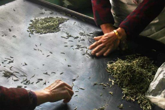 武夷巖茶的初制、精制加工工藝詳細(xì)講解