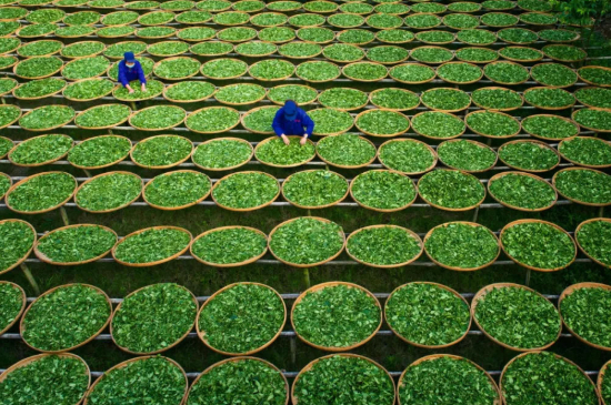 綠茶加工工藝流程圖，綠茶的加工制作包含哪幾個(gè)步驟？