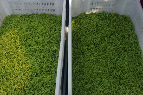 什么茶葉適合用蒸茶器，什么茶可以蒸
