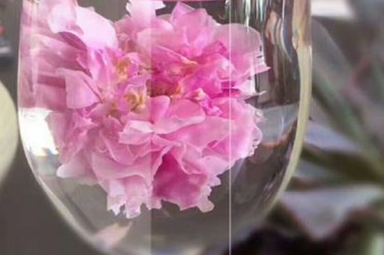 干玫瑰花泡水放幾顆，玫瑰花泡水一次放幾朵？