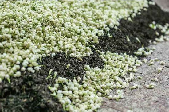 茉莉茶葉的功效與禁忌，什么人不適合喝茉莉花茶？