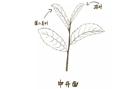 武夷巖茶的初制、精制加工工藝詳細(xì)講解