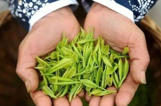 摘茶葉最快的方法，采摘茶葉怎么才能快？