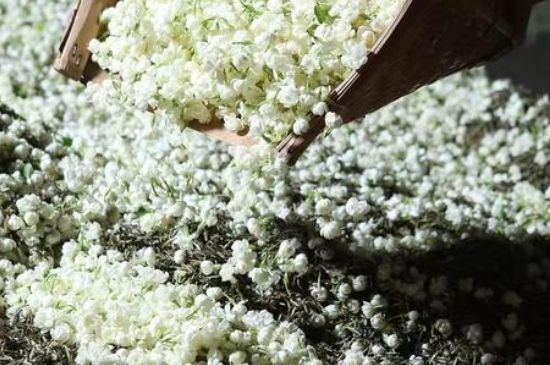 茉莉茶葉的功效與禁忌，什么人不適合喝茉莉花茶？