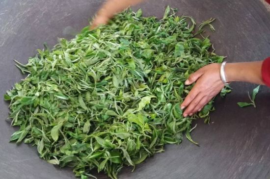 龍井茶炒茶葉怎么炒出好茶色，茶葉怎樣做出來最綠？