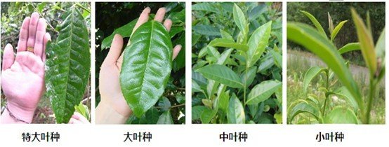 摘茶葉最快的方法，采摘茶葉怎么才能快？