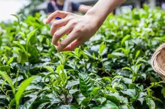 綠茶加工工藝流程圖，綠茶的加工制作包含哪幾個(gè)步驟？