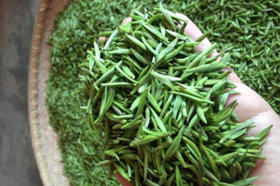 采茶的方法與步驟，如何正確采摘茶葉？