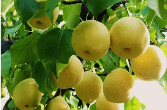 一把真正的本山綠泥壺最低多少錢，什么價格能買到本山綠泥紫砂壺？