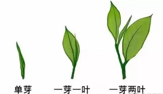 摘茶葉最快的方法，采摘茶葉怎么才能快？