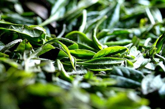 荒野銀針市場(chǎng)價(jià)多少，真正的荒野白毫銀針多少錢？