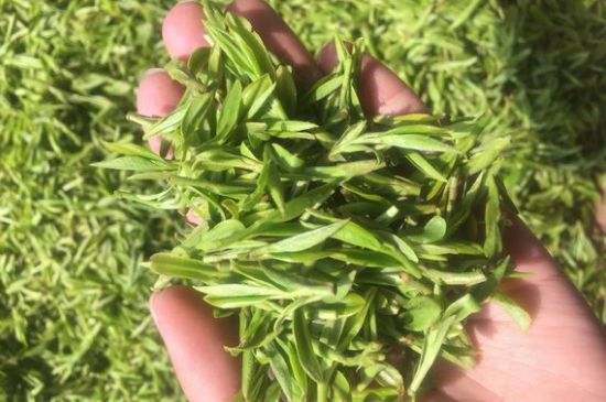 龍井好喝還是毛尖好喝，綠茶是龍井好還是毛尖好？