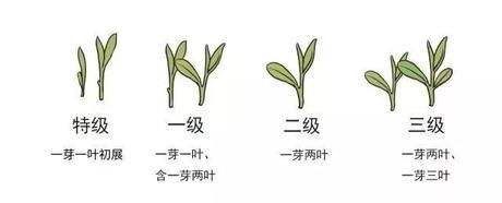烏牛早和龍井的區(qū)別圖片，龍井43號(hào)和烏牛早茶的對(duì)比