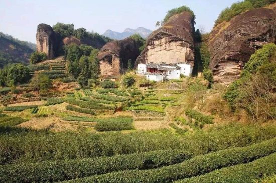 馬頭巖肉桂是大紅袍嗎，大紅袍肉桂屬于什么茶？