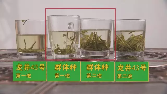 烏牛早和龍井的區(qū)別圖片，龍井43號(hào)和烏牛早茶的對(duì)比