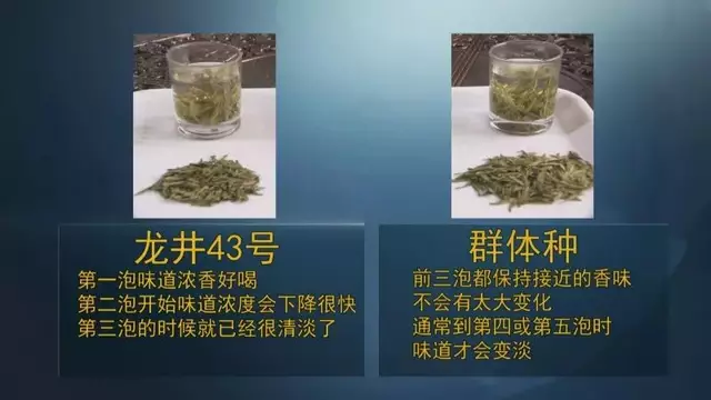 龍井群體種和43號的區(qū)別圖片，龍井43和群體種哪個好喝？