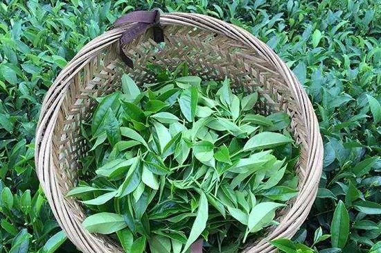鴨屎香單叢雪片茶的特點(diǎn)，鳳凰雪片茶有什么特點(diǎn)？