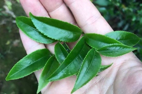 鋸朵仔跟鴨屎香哪個(gè)貴，鋸朵子和鴨屎香哪個(gè)好喝？